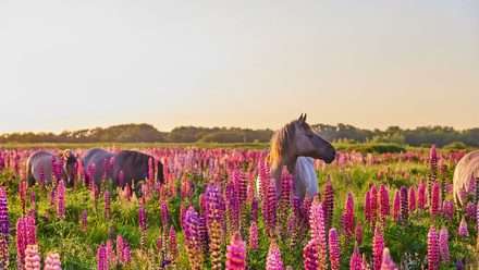 ICON 59 Nations and regions.png